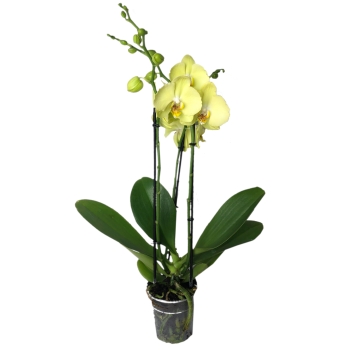 Storczyk Orchidea 2 sztuki mix kolorów